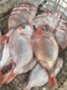 & 颜值很高[色]经济划算的海鱼🐠赤棕鱼，口感很细腻[强]清蒸酱油水非常好吃活冻 商品缩略图0