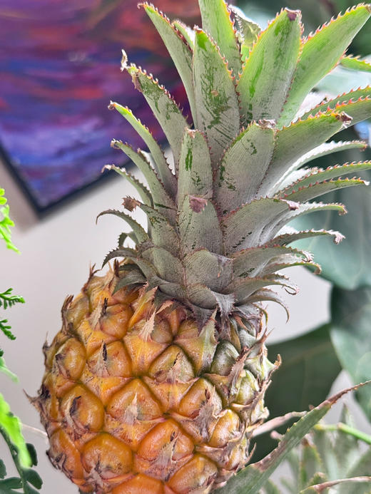 把春天捧回家！【水培菠萝】可以吃的绿植 花期长 观感性强 超好养护 上班好搭子 真菠萝的可爱“创作”~ 商品图3