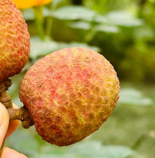 桂花香荔枝|今年的第一口桂花香荔枝来啦～新鲜荔枝刚下飞机，桂花香荔枝空运果子，头波儿果子主要新鲜，一颗颗干绷绷的，不泡水不带枝，清甜柔润，非常爆汁，水润润的吃得人舒心呐～ 商品图1