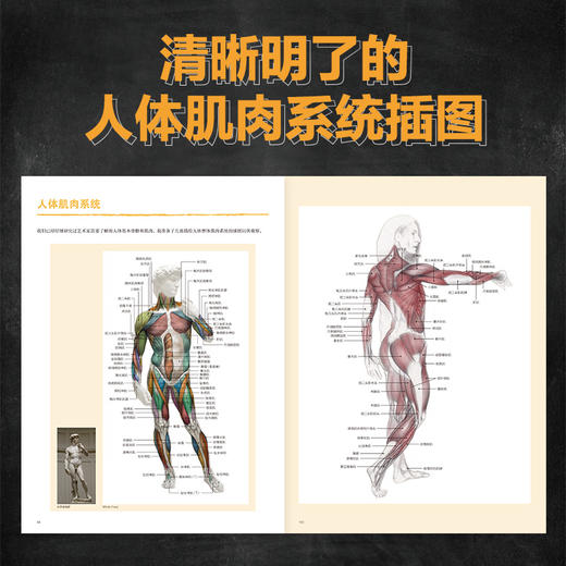 形体的艺术 人体绘画中的肌肉塑造 人体结构造型动态解剖肌肉绘制人体手绘 人体骨骼结构肌肉解剖 商品图3