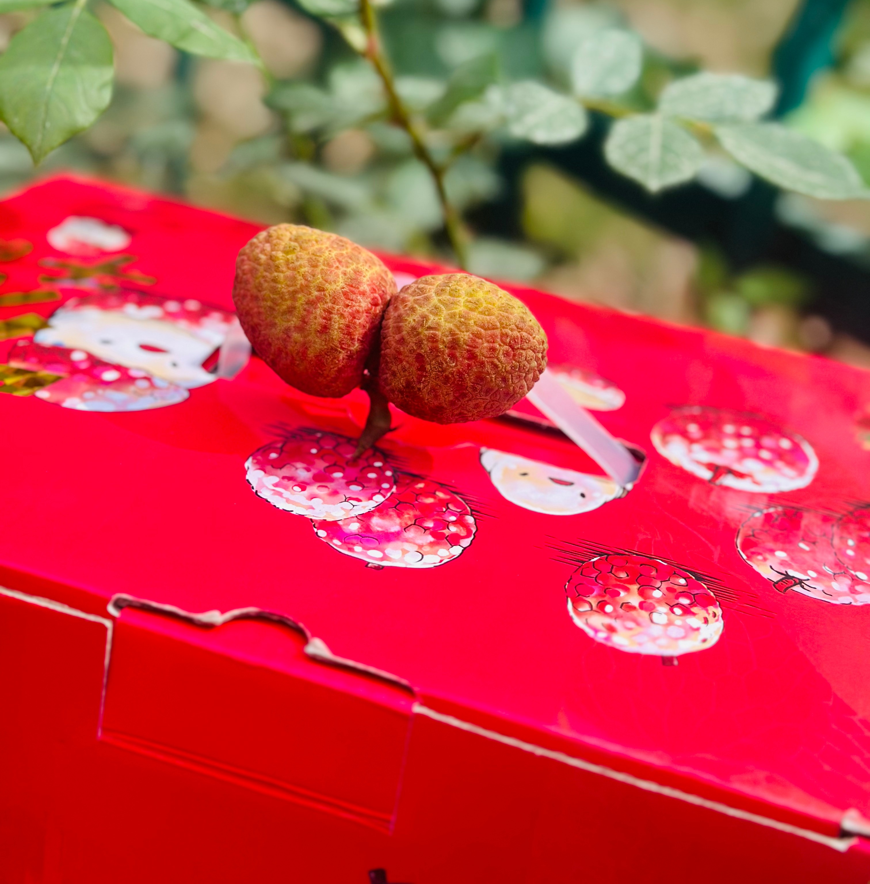 桂花香荔枝|今年的第一口桂花香荔枝来啦～新鲜荔枝刚下飞机，桂花香荔枝空运果子，头波儿果子主要新鲜，一颗颗干绷绷的，不泡水不带枝，清甜柔润，非常爆汁，水润润的吃得人舒心呐～