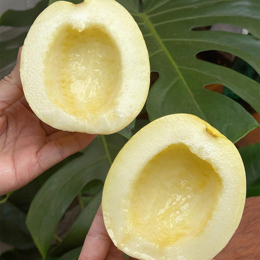 山东小蜜蜂甜瓜 巴掌大 飙蜜汁 商品图5