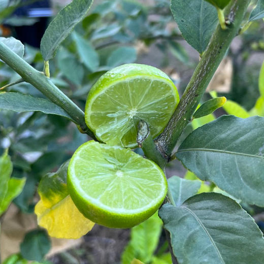 云南塔希提无籽香水青柠檬 商品图10