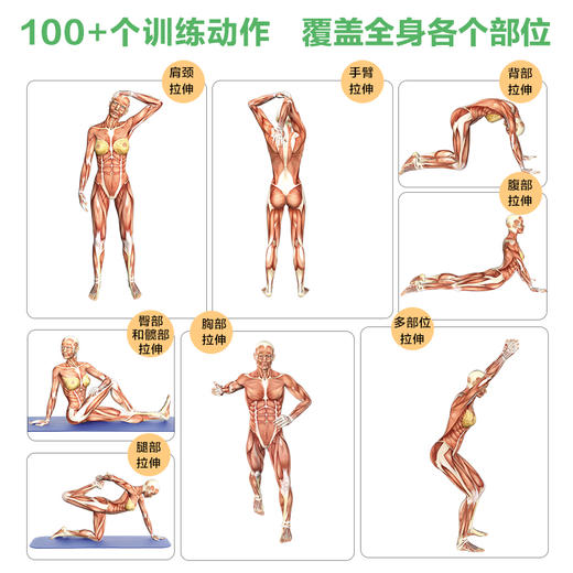 拉伸训练彩色图谱 口袋版 商品图2