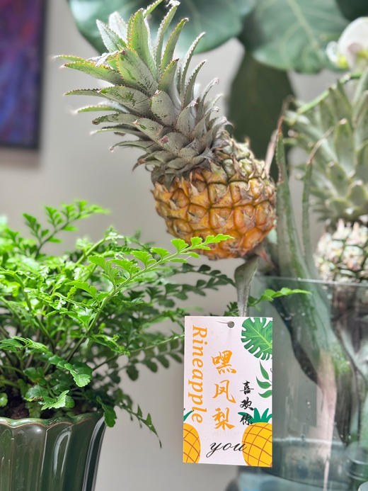 把春天捧回家！【水培菠萝】可以吃的绿植 花期长 观感性强 超好养护 上班好搭子 真菠萝的可爱“创作”~ 商品图1