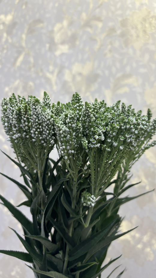 【家庭幸福】多头鼠尾  多色可选 约8-10支/扎 商品图9