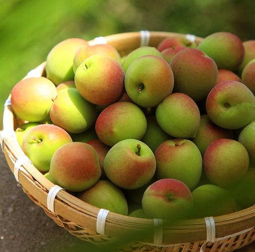 2026诏安老树青梅 | 新鲜上市产地直发 甄选八分熟青梅 肉厚核小 果形圆润 大小均匀有光泽 人工采摘现发 胭脂梅 商品图3