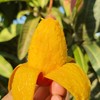 石家庄优选仓库速达，海南贵妃芒，树上自然熟，入口无渣、香甜丝滑、皮薄核薄，净重4斤礼盒装 商品缩略图3