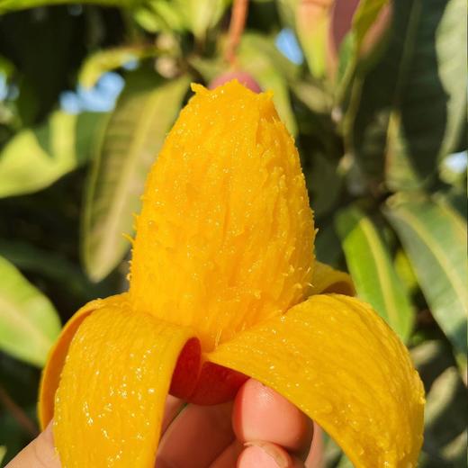 石家庄优选仓库速达，海南贵妃芒，树上自然熟，入口无渣、香甜丝滑、皮薄核薄，净重4斤礼盒装 商品图3