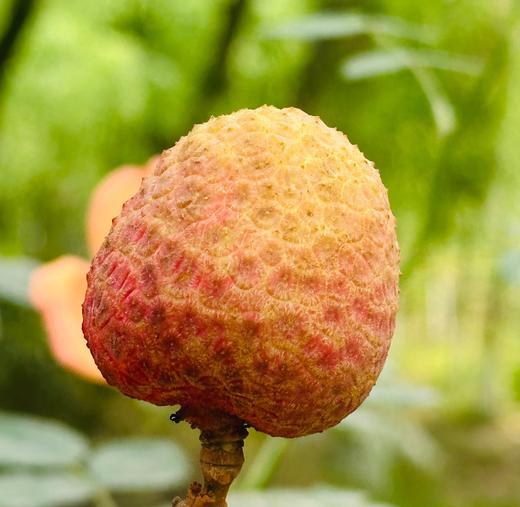 桂花香荔枝|今年的第一口桂花香荔枝来啦～新鲜荔枝刚下飞机，桂花香荔枝空运果子，头波儿果子主要新鲜，一颗颗干绷绷的，不泡水不带枝，清甜柔润，非常爆汁，水润润的吃得人舒心呐～ 商品图4