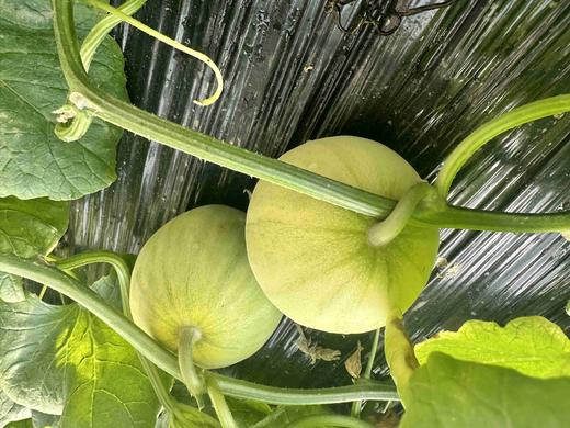 【马连庄甜瓜】儿时的味道 正宗山东青岛 地理标志产品 鲜甜脆爽 香气浓郁 商品图3