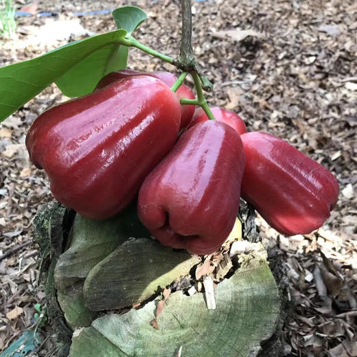 海南高山黑金刚莲雾 3斤礼盒装（9-16枚）排单发货 商品图9