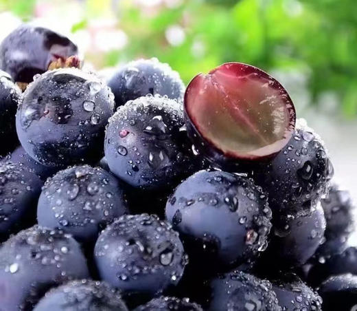 【云南•夏黑葡萄】（顺丰发货）皮薄多汁夏日葡萄 无籽的天然果冻 自然成熟 精选一级果 颗颗饱满 新鲜爽口 商品图0