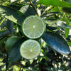 云南塔希提无籽香水青柠檬 商品缩略图11