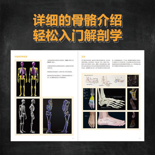 形体的艺术 人体绘画中的肌肉塑造 人体结构造型动态解剖肌肉绘制人体手绘 人体骨骼结构肌肉解剖 商品图1