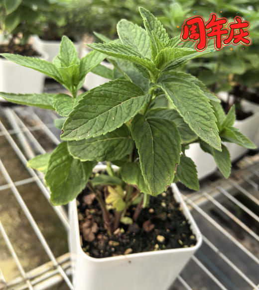 周年庆：归来兮有机蔬菜盆栽  全国配送（偏远地区除外） 商品图0