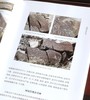 绝版！！《新疆岩画调查与编年研究》，16开，平装，铜版彩印，吕恩国著，新疆人民出版社2023年一版一印，177页，定价106，售价105元。 商品缩略图11
