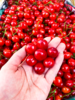 玛瑙红樱桃 商品缩略图2