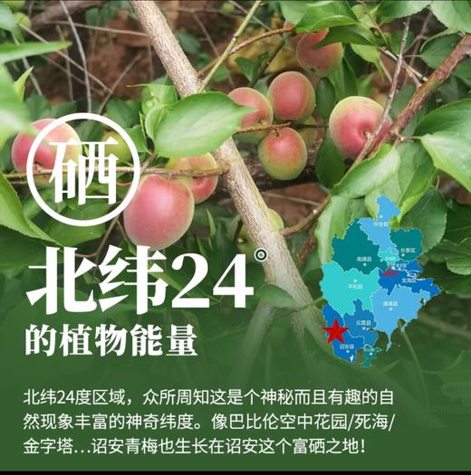 2026诏安老树青梅 | 新鲜上市产地直发 甄选八分熟青梅 肉厚核小 果形圆润 大小均匀有光泽 人工采摘现发 胭脂梅 商品图6