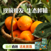 湖北秭归伦晚脐橙4.5-5斤彩箱装【分仓直发，72小时发货，周末节假日不发货】 商品缩略图4