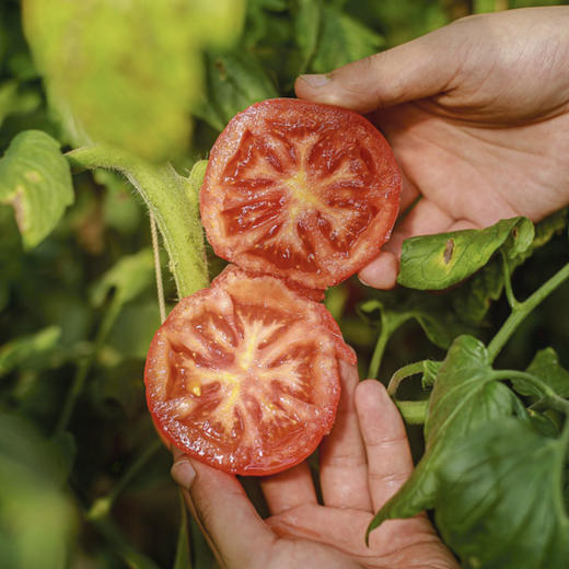 陕西普罗旺斯番茄 0催熟 真爆汁 酸甜浓郁 商品图0