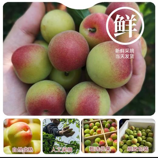 2026诏安老树青梅 | 新鲜上市产地直发 甄选八分熟青梅 肉厚核小 果形圆润 大小均匀有光泽 人工采摘现发 胭脂梅 商品图4