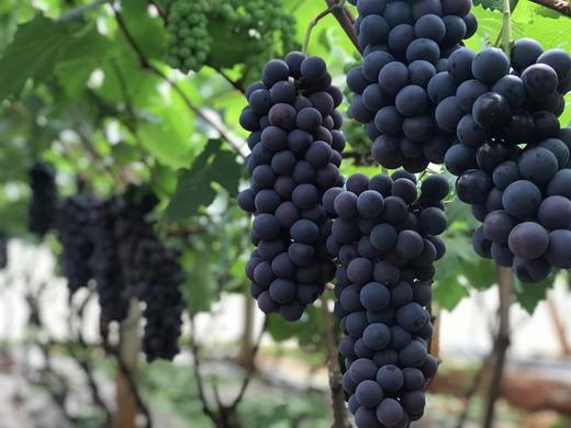 【云南•夏黑葡萄】（顺丰发货）皮薄多汁夏日葡萄 无籽的天然果冻 自然成熟 精选一级果 颗颗饱满 新鲜爽口 商品图3