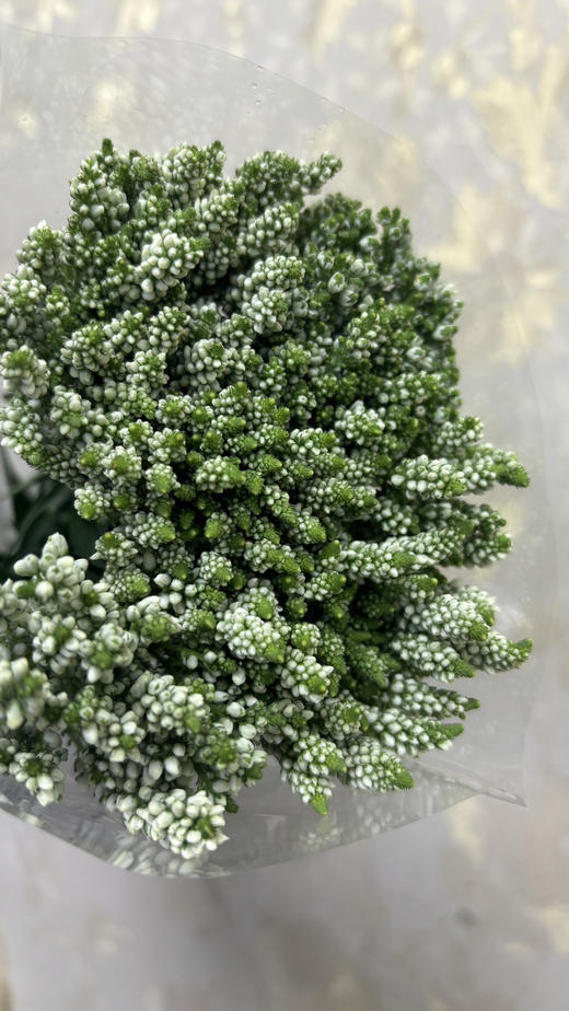 【家庭幸福】多头鼠尾  多色可选 约8-10支/扎 商品图11