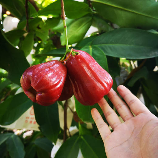 海南高山黑金刚莲雾 3斤礼盒装（9-16枚）排单发货 商品图2