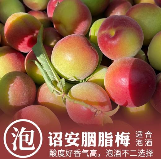 2026诏安老树青梅 | 新鲜上市产地直发 甄选八分熟青梅 肉厚核小 果形圆润 大小均匀有光泽 人工采摘现发 胭脂梅 商品图1