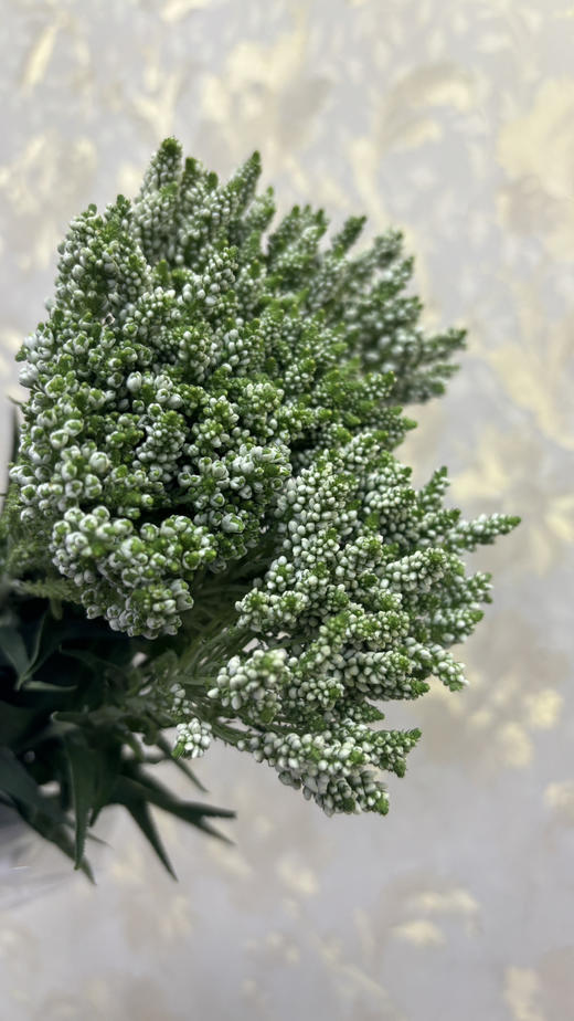 【家庭幸福】多头鼠尾  多色可选 约8-10支/扎 商品图10