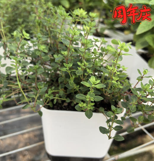 周年庆：归来兮有机蔬菜盆栽  全国配送（偏远地区除外） 商品图1
