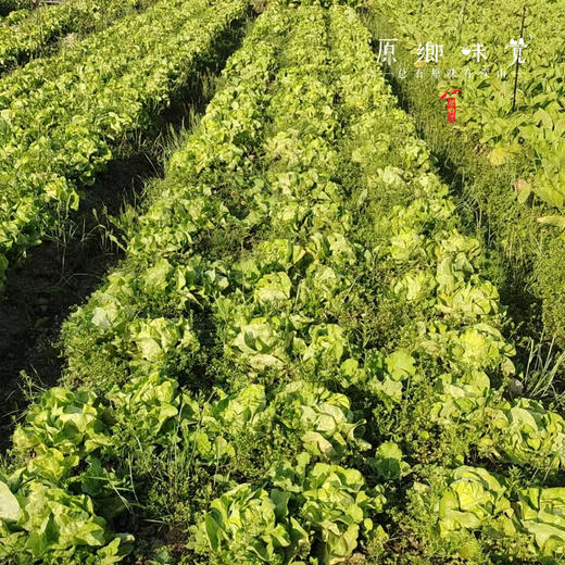 生态生菜（送2两小葱）【农场直发-顺丰包邮】| 2.5斤装，来自成都郫都区 商品图6