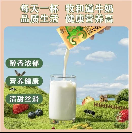 【3.8高蛋白的优质牛奶】牧和道3.8纯牛奶 200mlx10盒/箱 商品图1