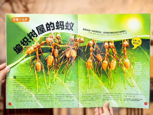 【买一年送“一年”】《知识星球》12期订阅（赠全年知识礼包）| 读一套胜百套，科普、文学、心理、疗愈、互动全领域覆盖，与哈佛、耶鲁的孩子共享教育资源 商品图6