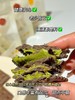 牛轧饼届新作🎁可可×开心果暴击💥台式古早手艺 用料贼扎实！ 甜原柿吉可可开心果酱牛轧饼干满满开心果酱牛轧🍪软糯有嚼劲！不齁也不腻 松软且奶香味浓厚！ 商品缩略图9