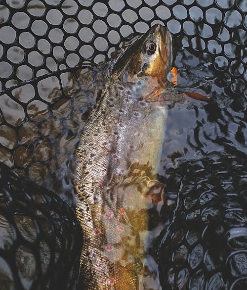 免费 ixodus, 上钩的鱼, 天性 的 免费素材图片 素材图片