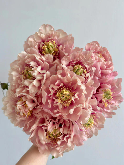 【预售！4.20起陆续发货】卡洛琳警官【你永远胜过别人，至少在我这里】简小姐精选伊藤新品 卡洛琳警官 2件包邮 顺丰空运直发 商品图8