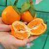 柑橘皇后～精笃大雅柑【净重约7斤】 商品缩略图2