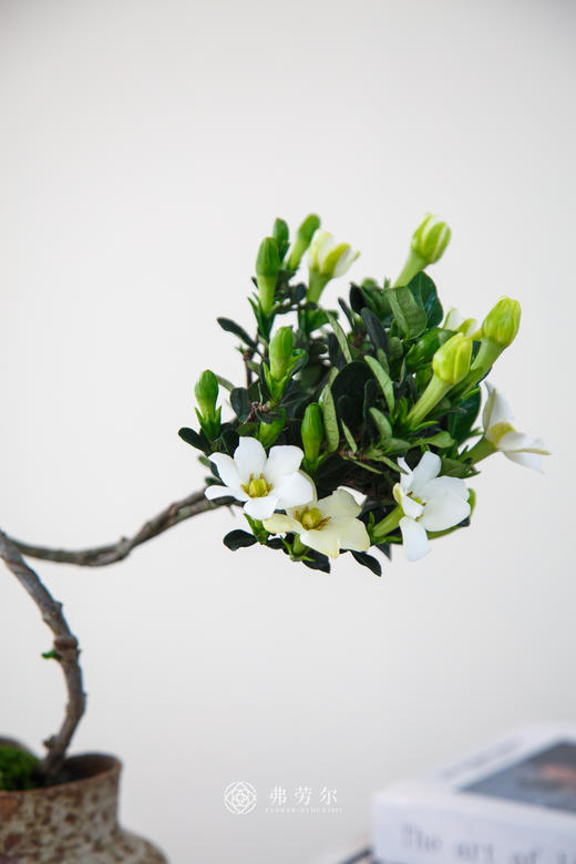 达摩栀子花 商品图1