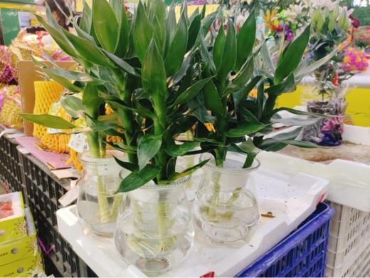 水培观音竹一盆 商品图2