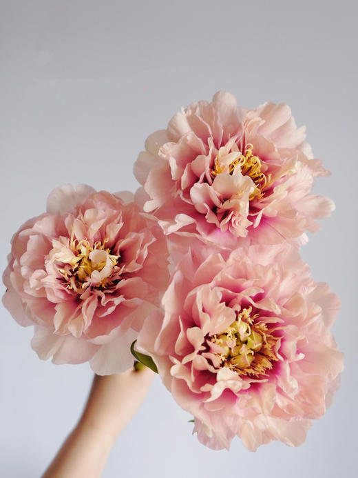 【预售！4.20起陆续发货】卡洛琳警官【你永远胜过别人，至少在我这里】简小姐精选伊藤新品 卡洛琳警官 2件包邮 顺丰空运直发 商品图12