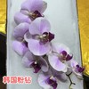 兰花 | 蝴蝶兰韩国粉钻（可能有轻微瑕疵不售后，介意慎拍） 商品缩略图0