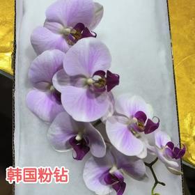 兰花 | 蝴蝶兰韩国粉钻（可能有轻微瑕疵不售后，介意慎拍）