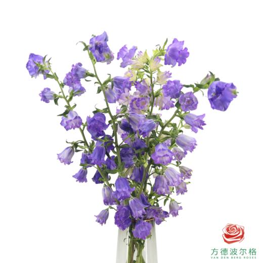 风铃 重瓣紫色 商品图0