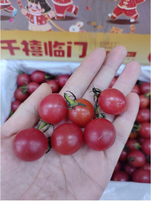 千禧临门小柿子一箱 商品图2