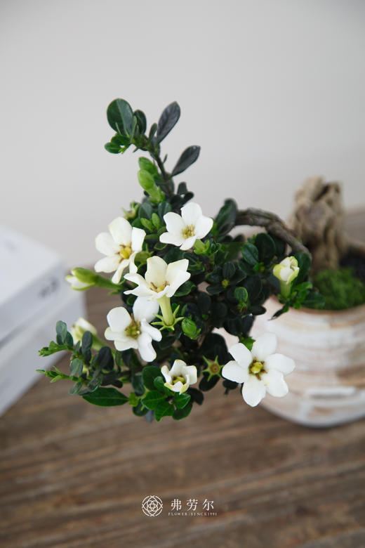 达摩栀子花 商品图1