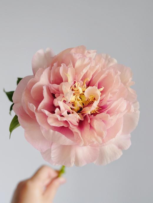 【预售！4.20起陆续发货】卡洛琳警官【你永远胜过别人，至少在我这里】简小姐精选伊藤新品 卡洛琳警官 2件包邮 顺丰空运直发 商品图6