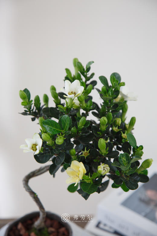 达摩栀子花 商品图1