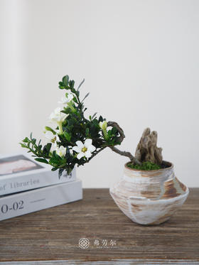 达摩栀子花